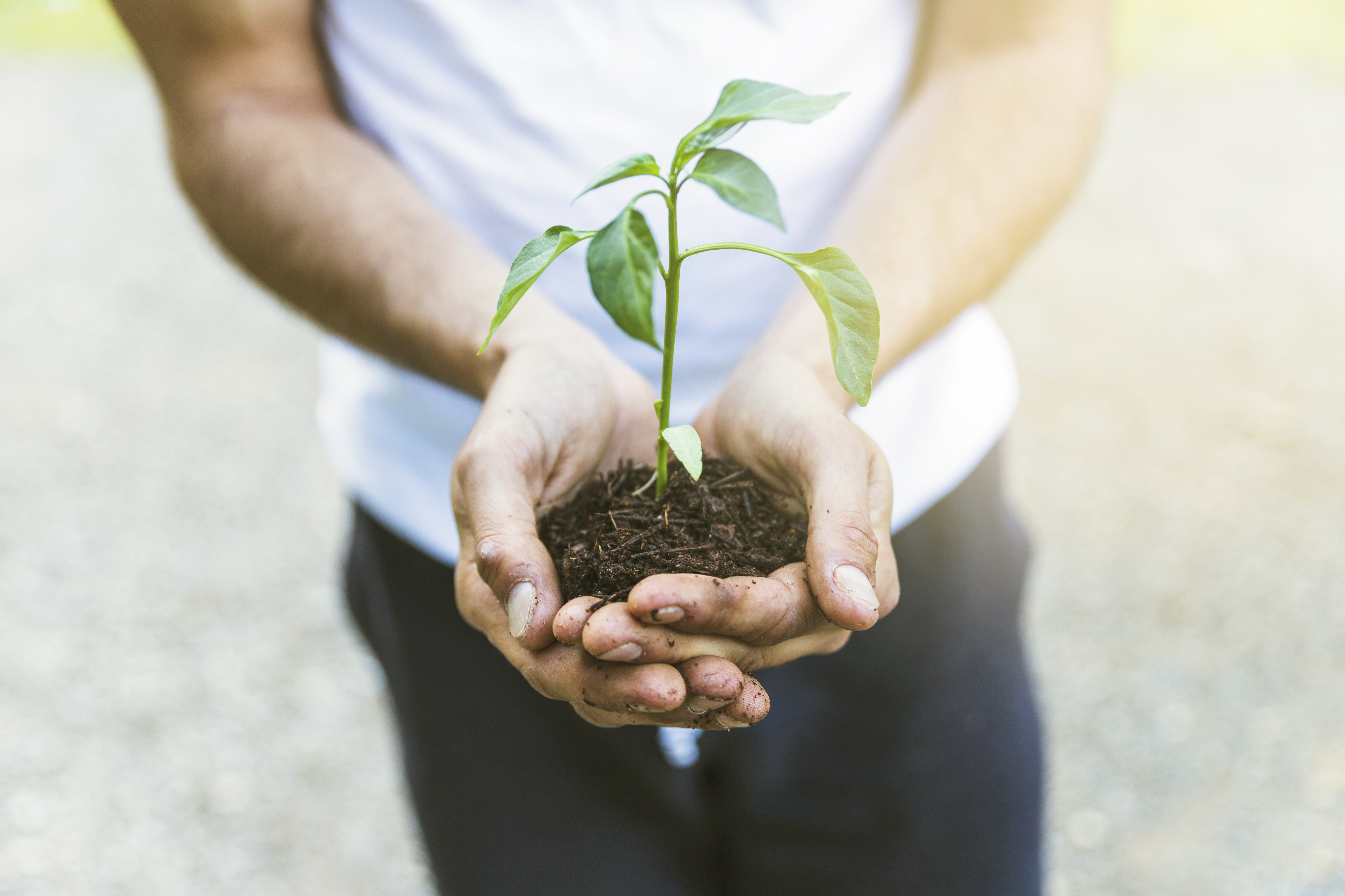 Nurturing Icon